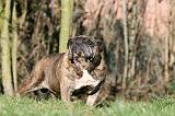 BULLDOG ANGLAIS 078